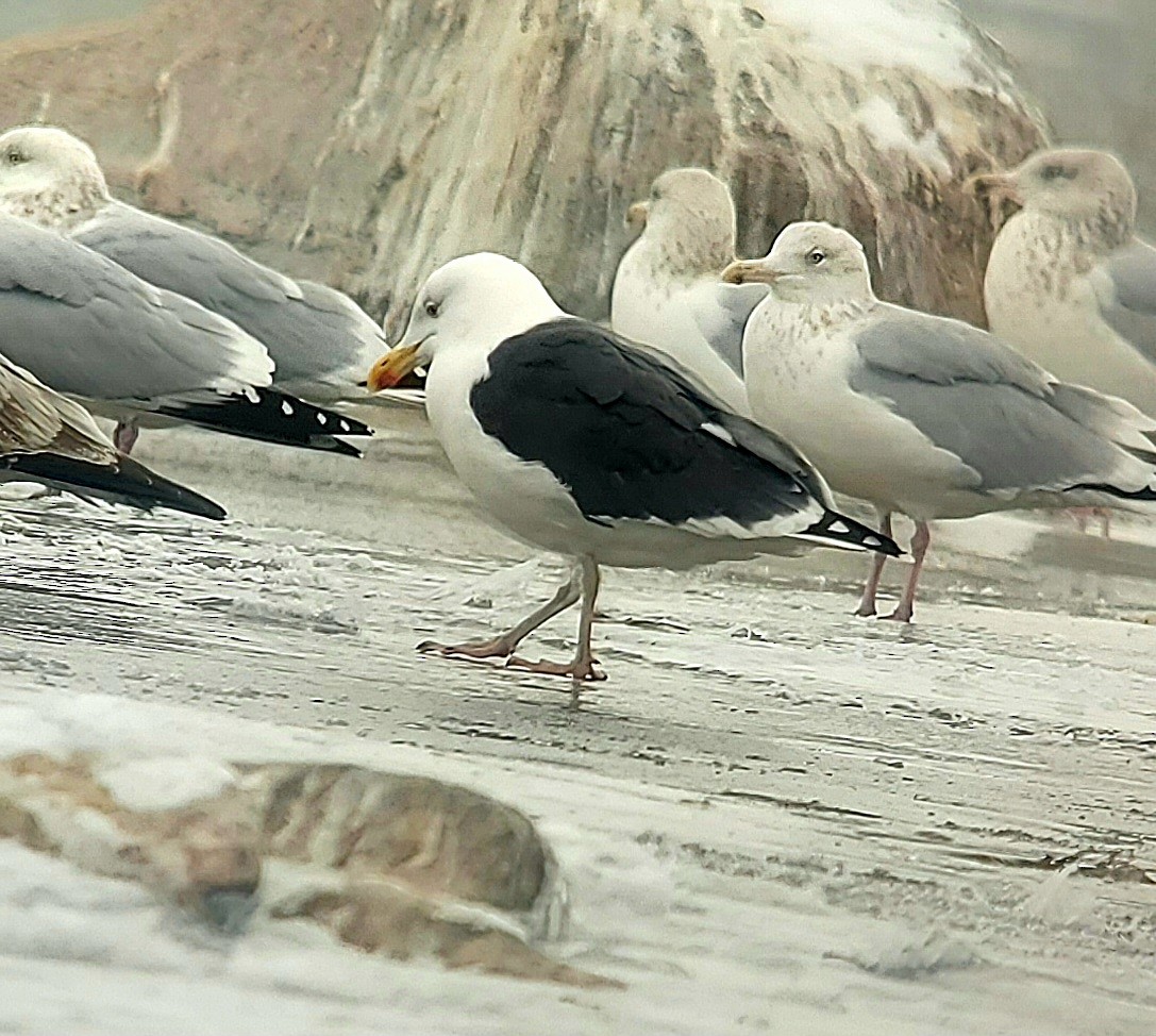 Great Black-backed Gull - ML646658652