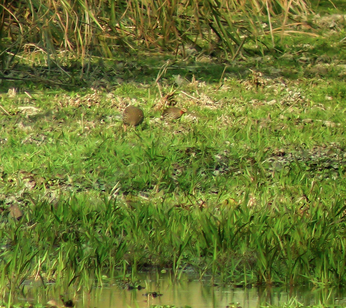 Swamp Francolin - ML646658657