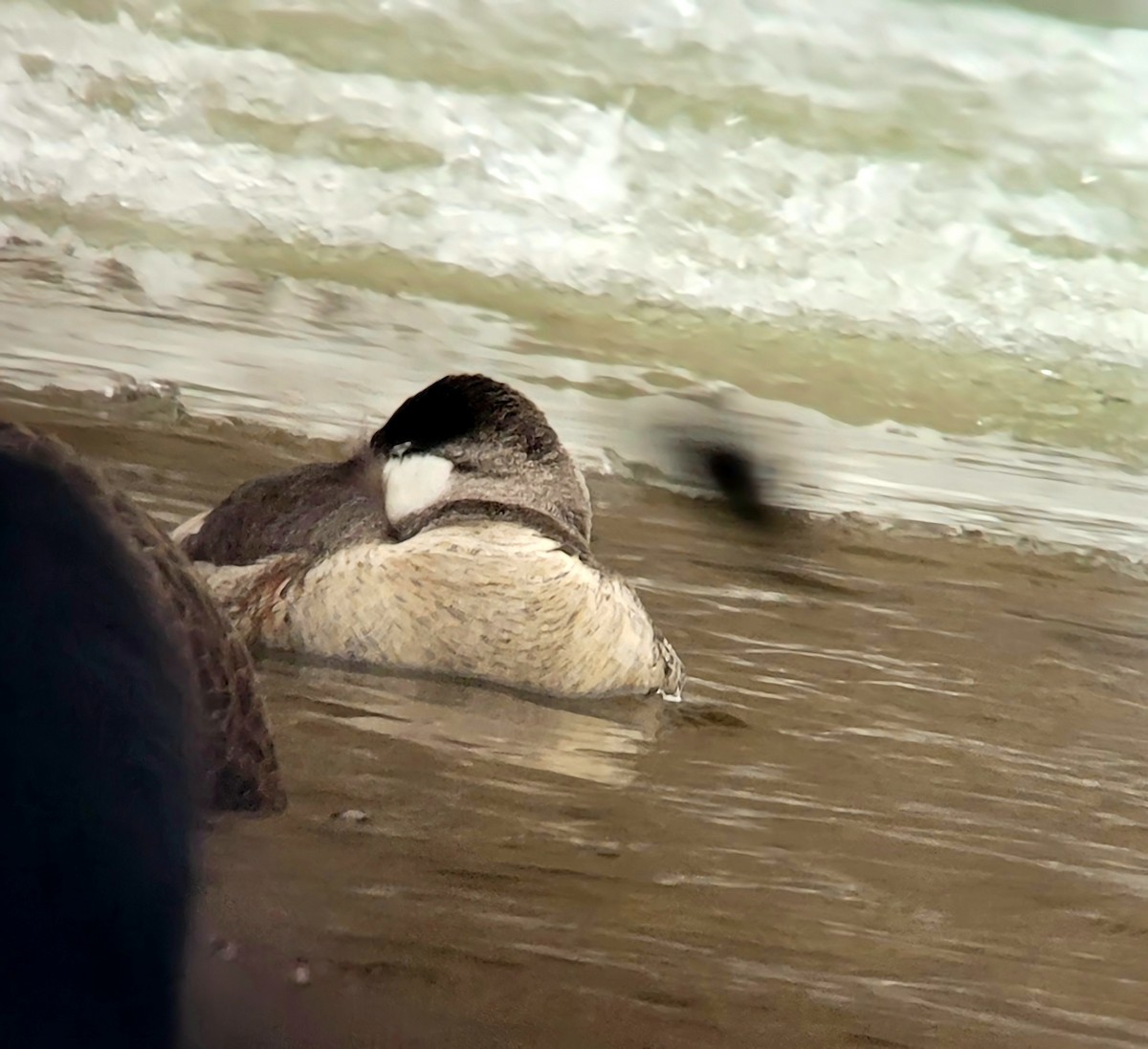 Ruddy Duck - ML646658658