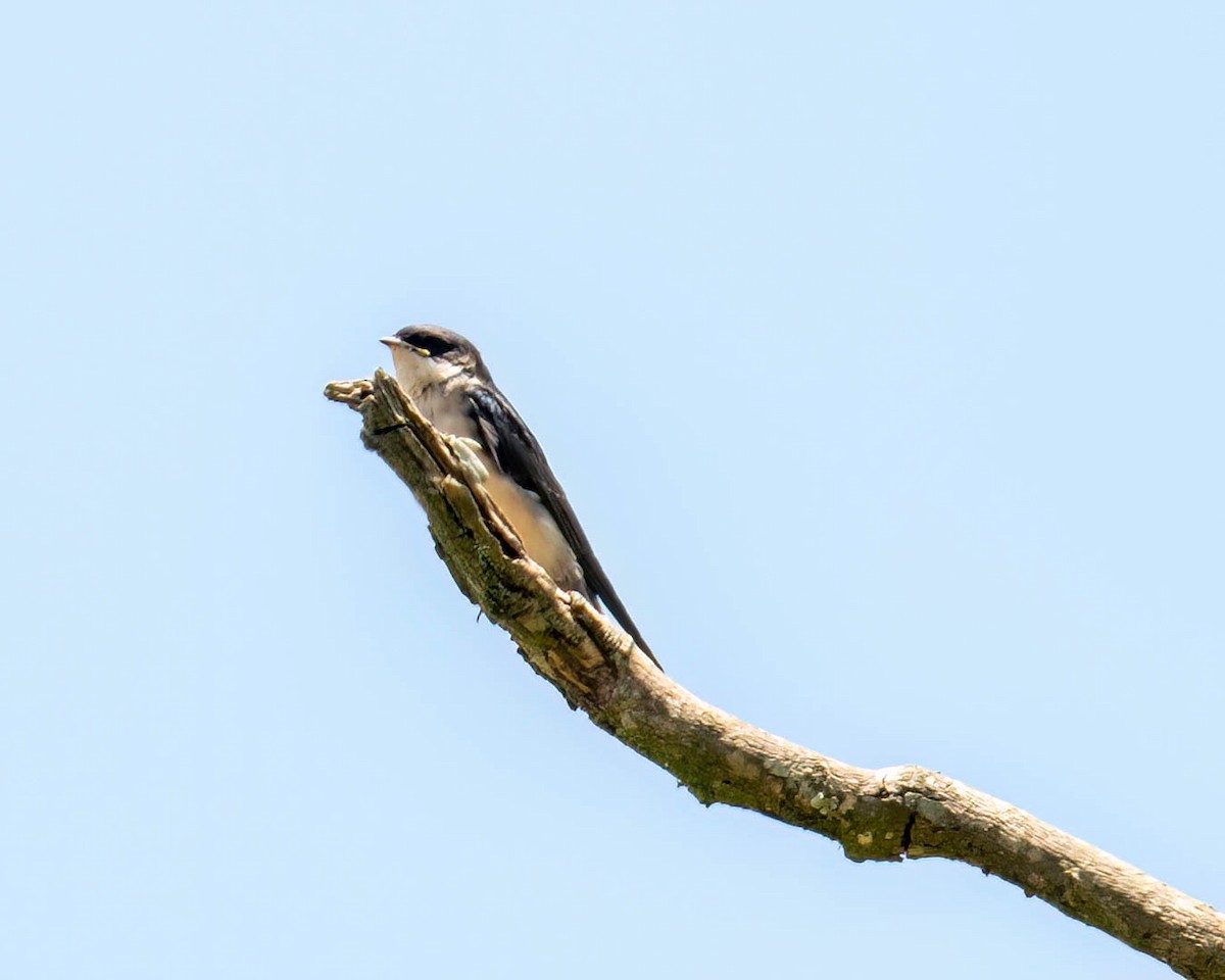 Blue-and-white Swallow - ML646658661