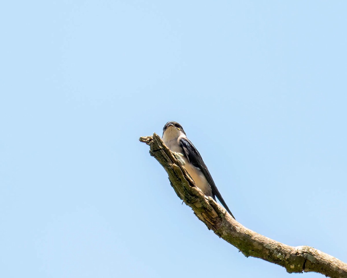 Blue-and-white Swallow - ML646658662