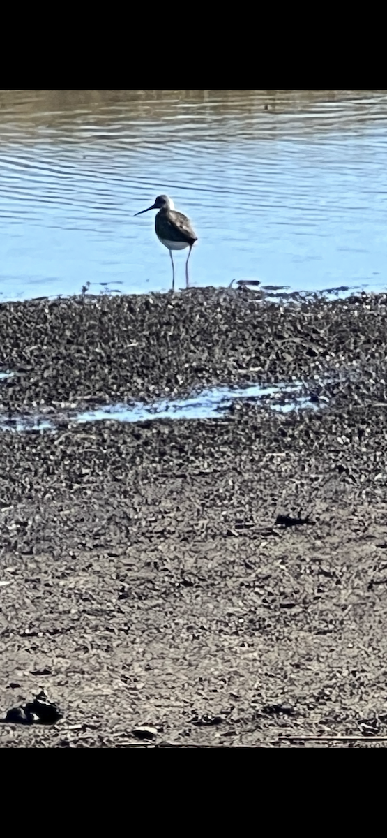 Kuliska hankahori handia - ML646658663