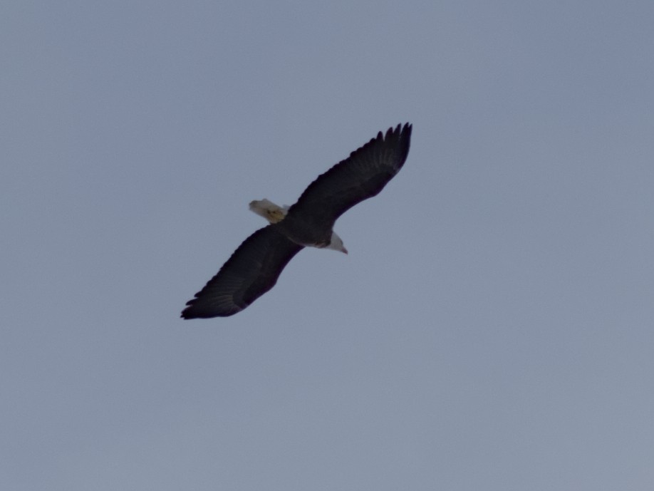 Bald Eagle - ML646658665