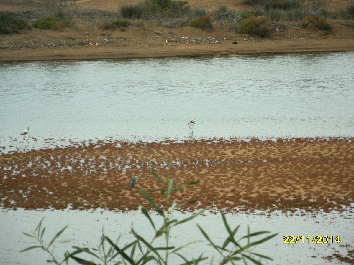 Flamenco Común - ML646658667