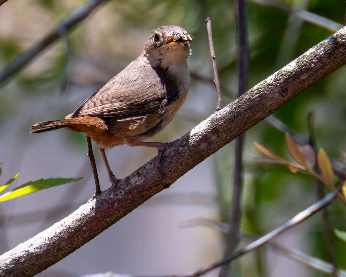 Southern House Wren - ML646658671