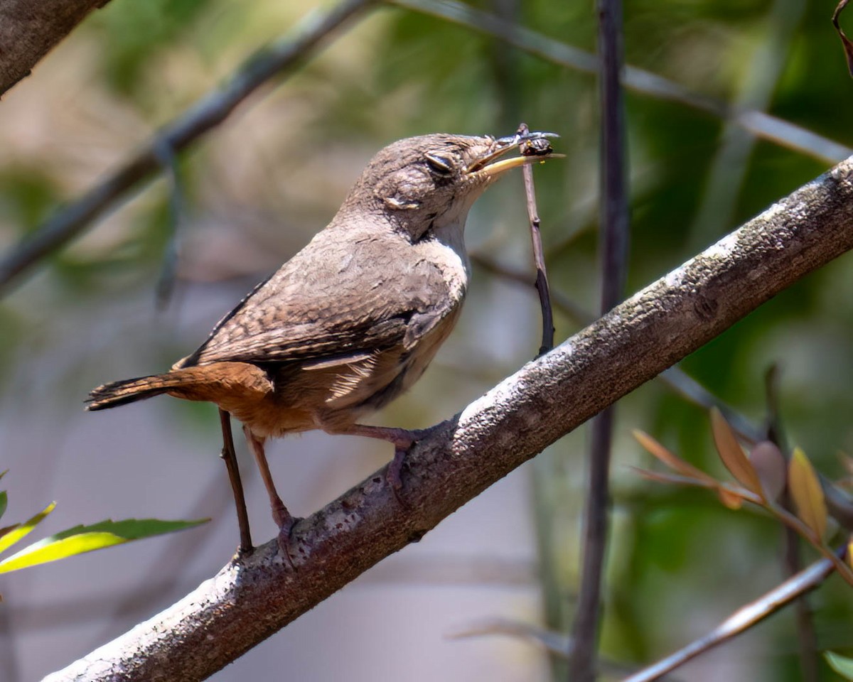 Southern House Wren - ML646658672
