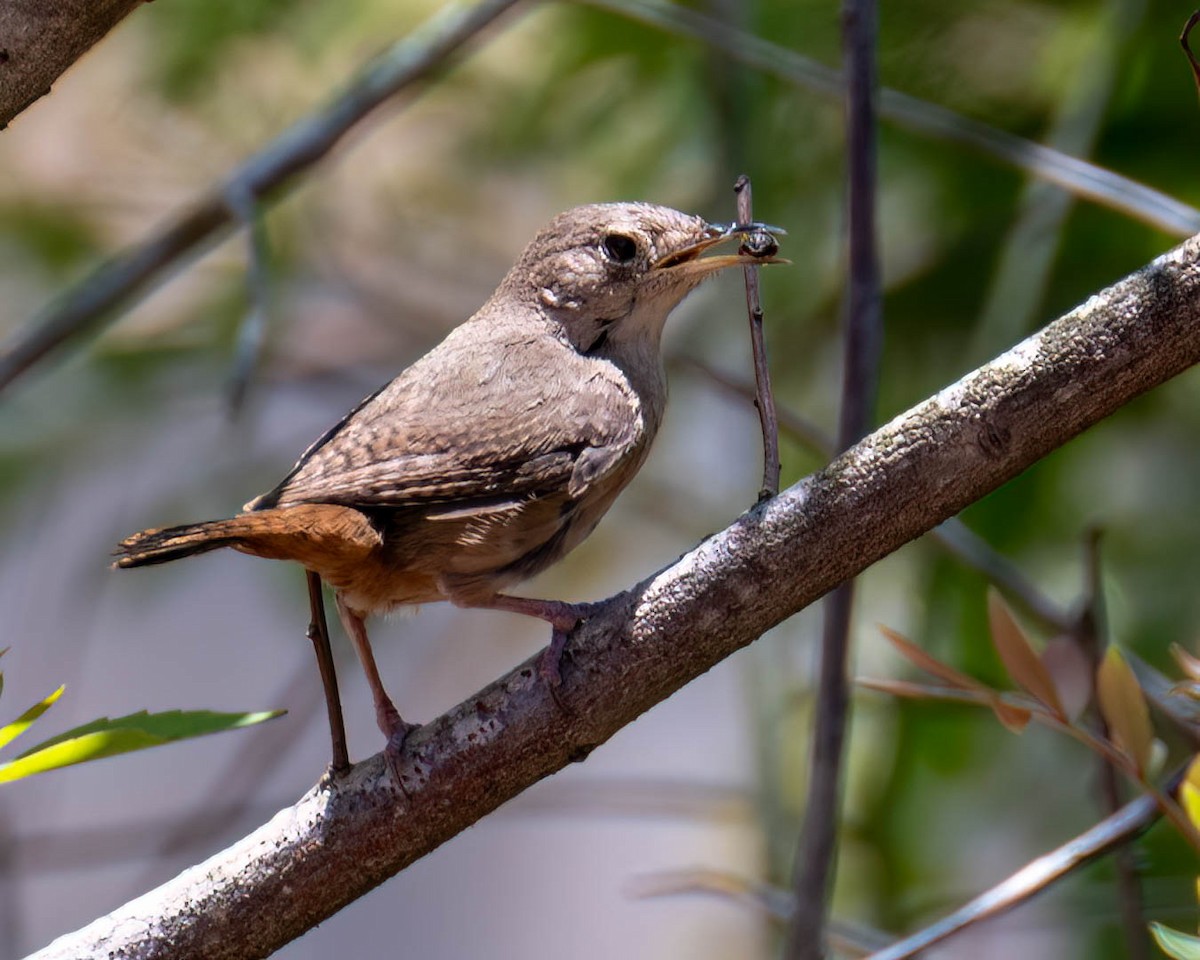 Southern House Wren - ML646658673