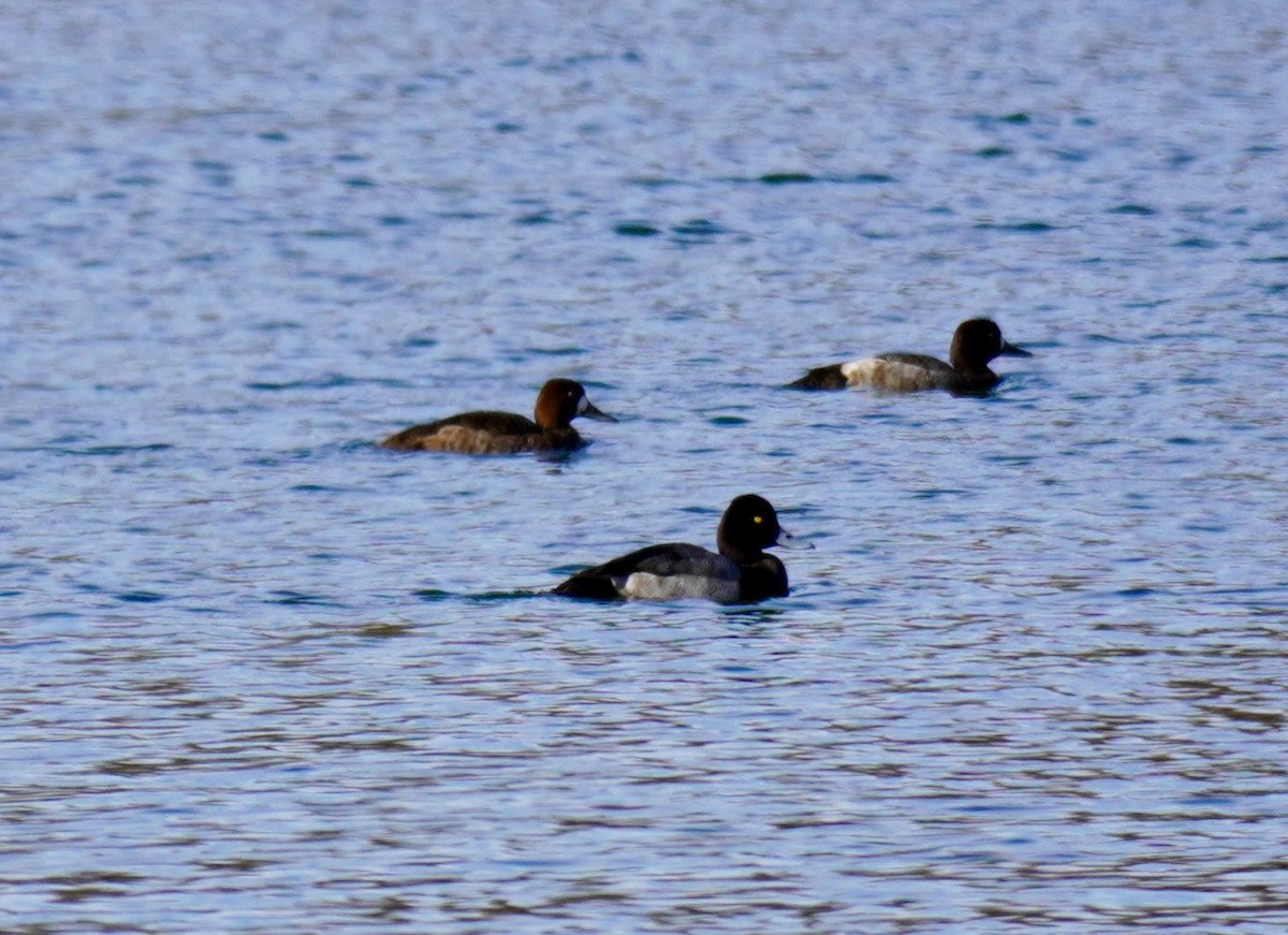Lesser Scaup - ML646658675