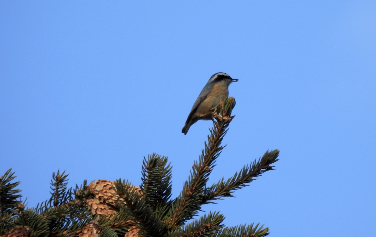 Канадский поползень - ML646658677