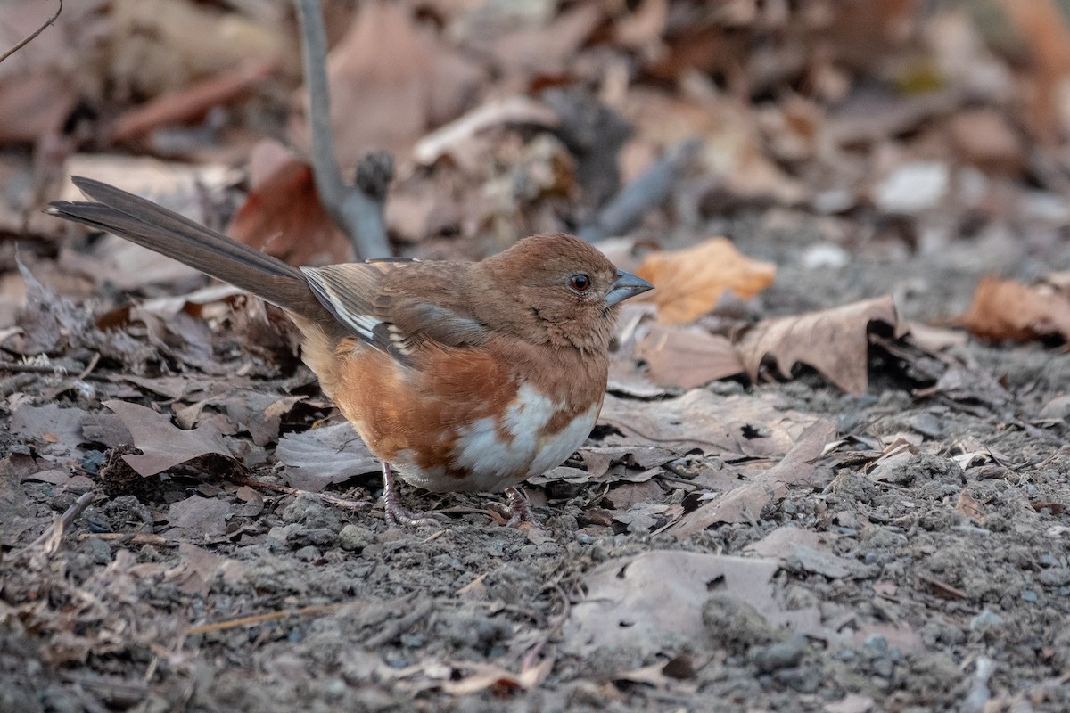 Eastern Towhee - ML646658679