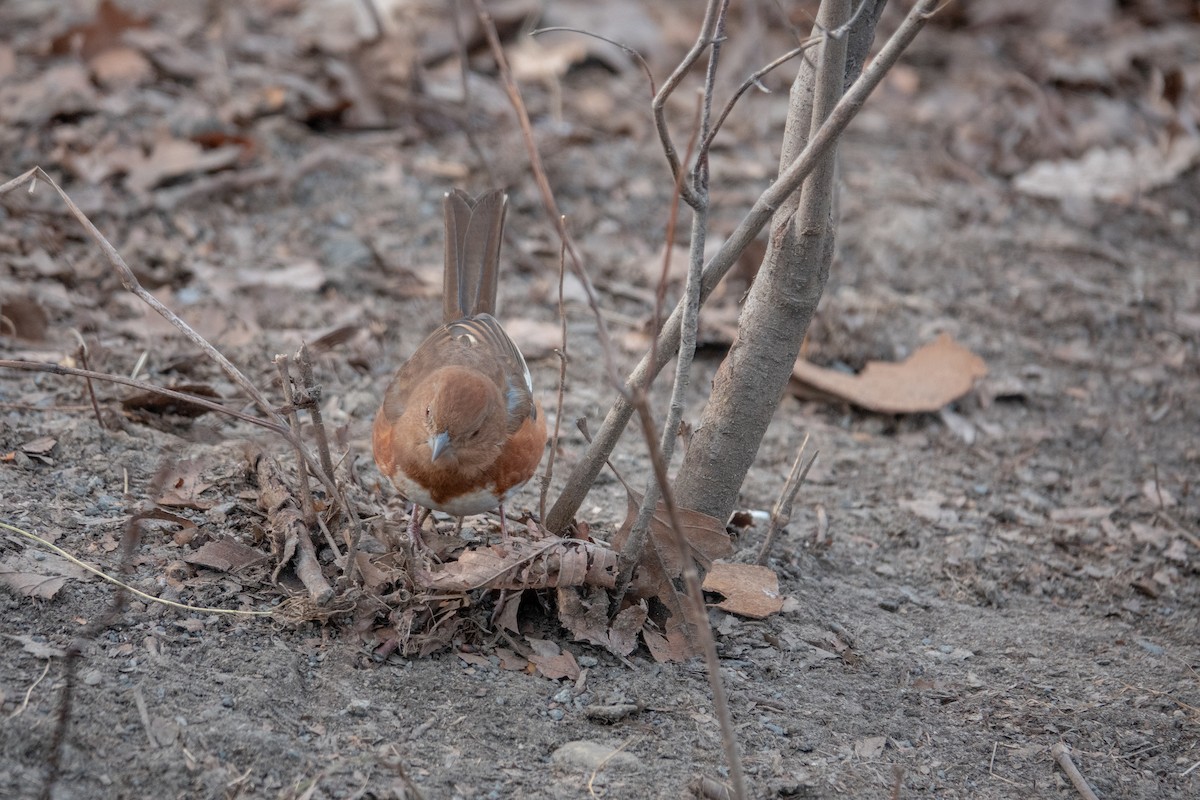 Eastern Towhee - ML646658680