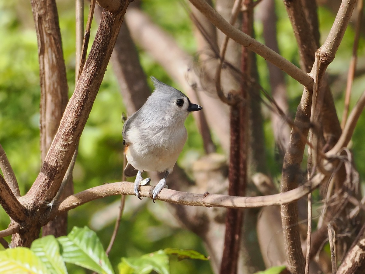 gråduskmeis - ML646658681