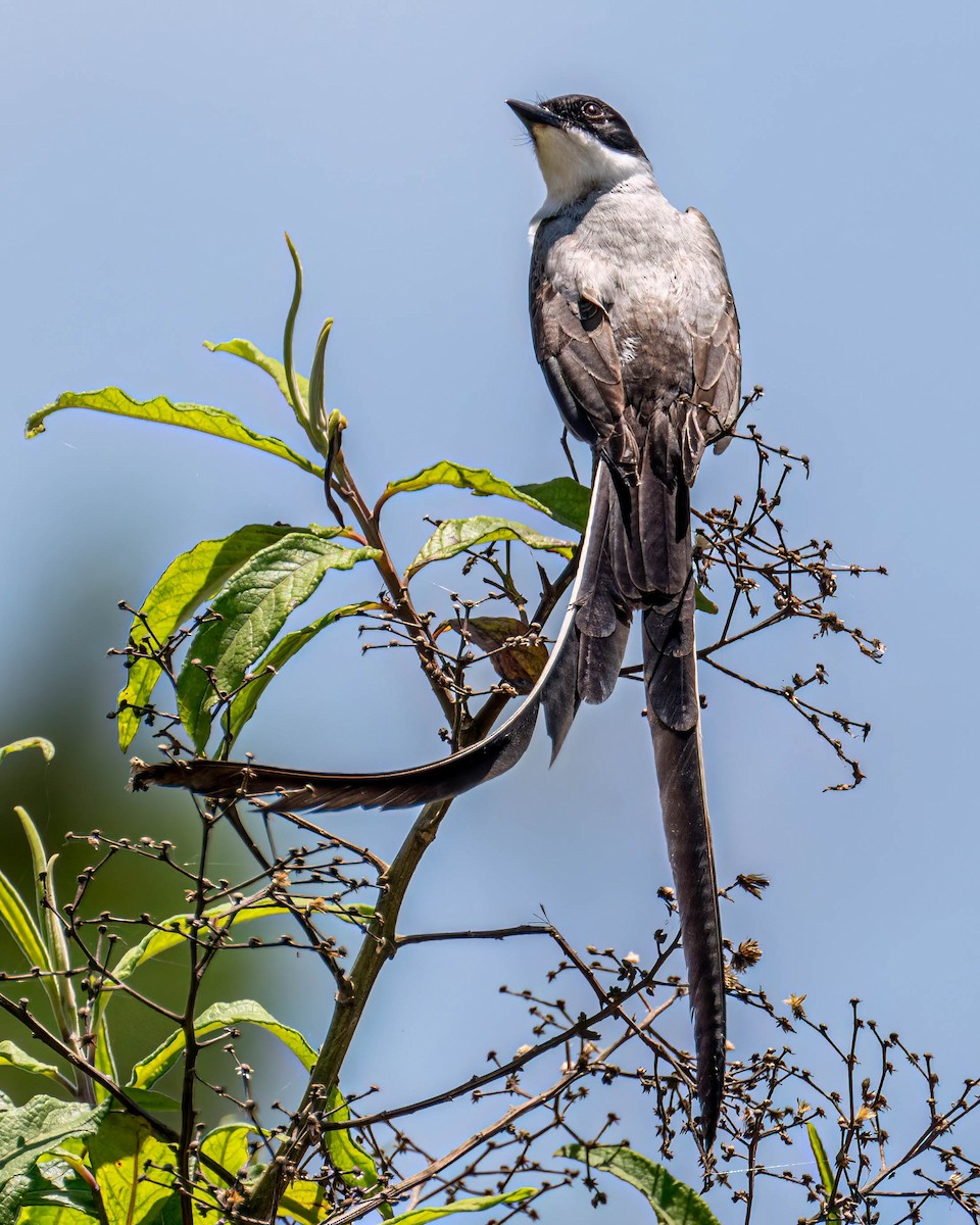 Fork-tailed Flycatcher (savana) - ML646658683