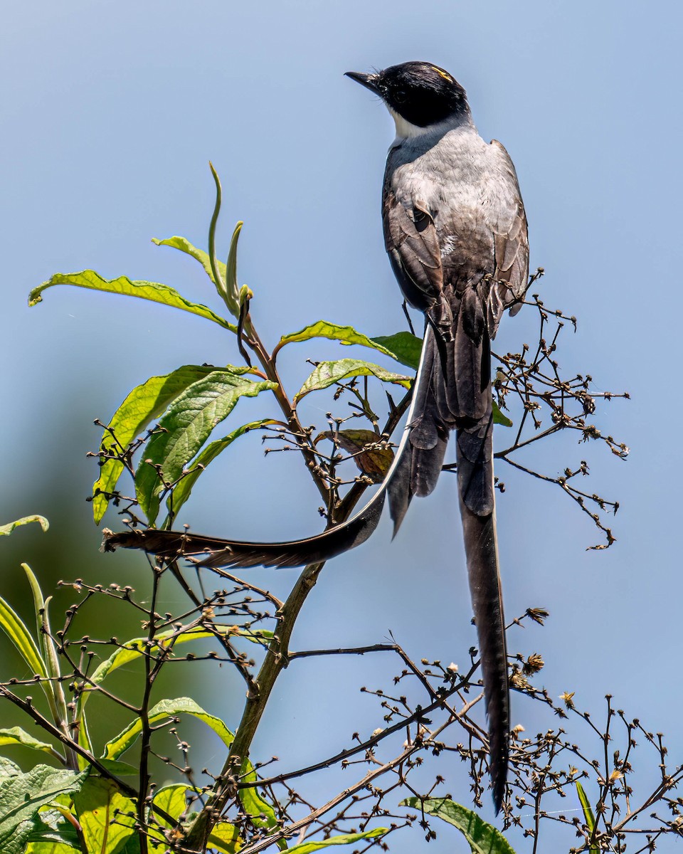 Fork-tailed Flycatcher (savana) - ML646658684