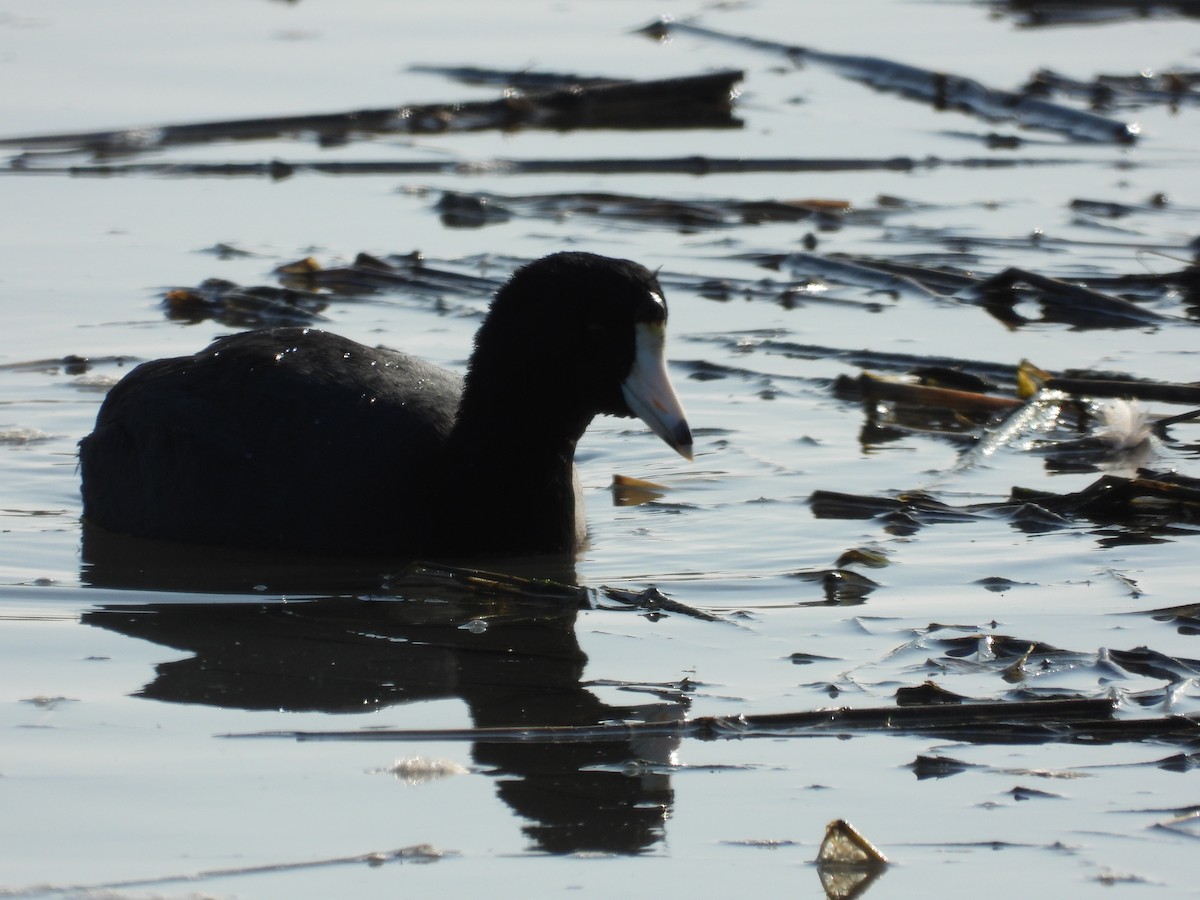 American Coot - ML646658685