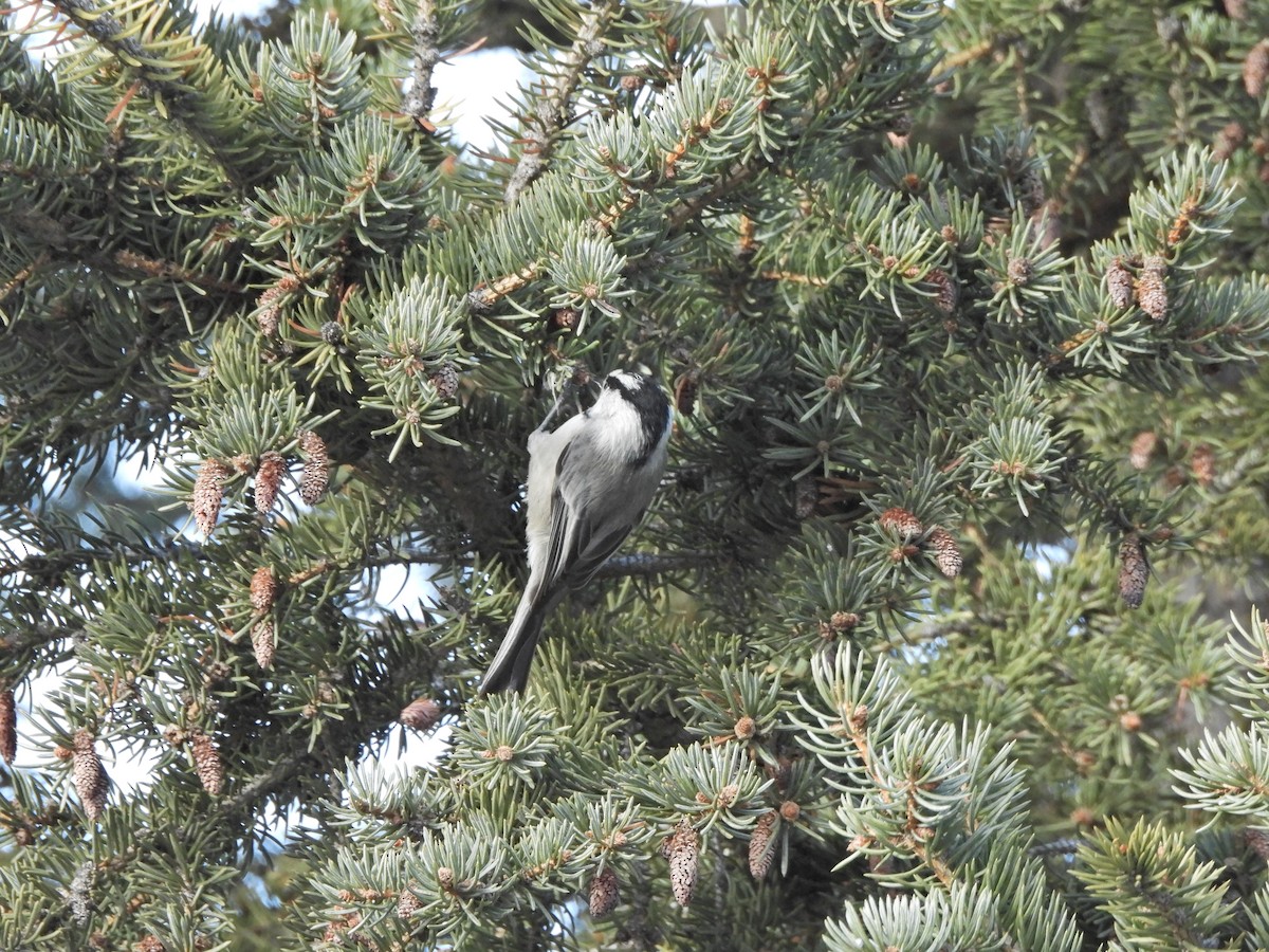 Горная гаичка - ML646658686