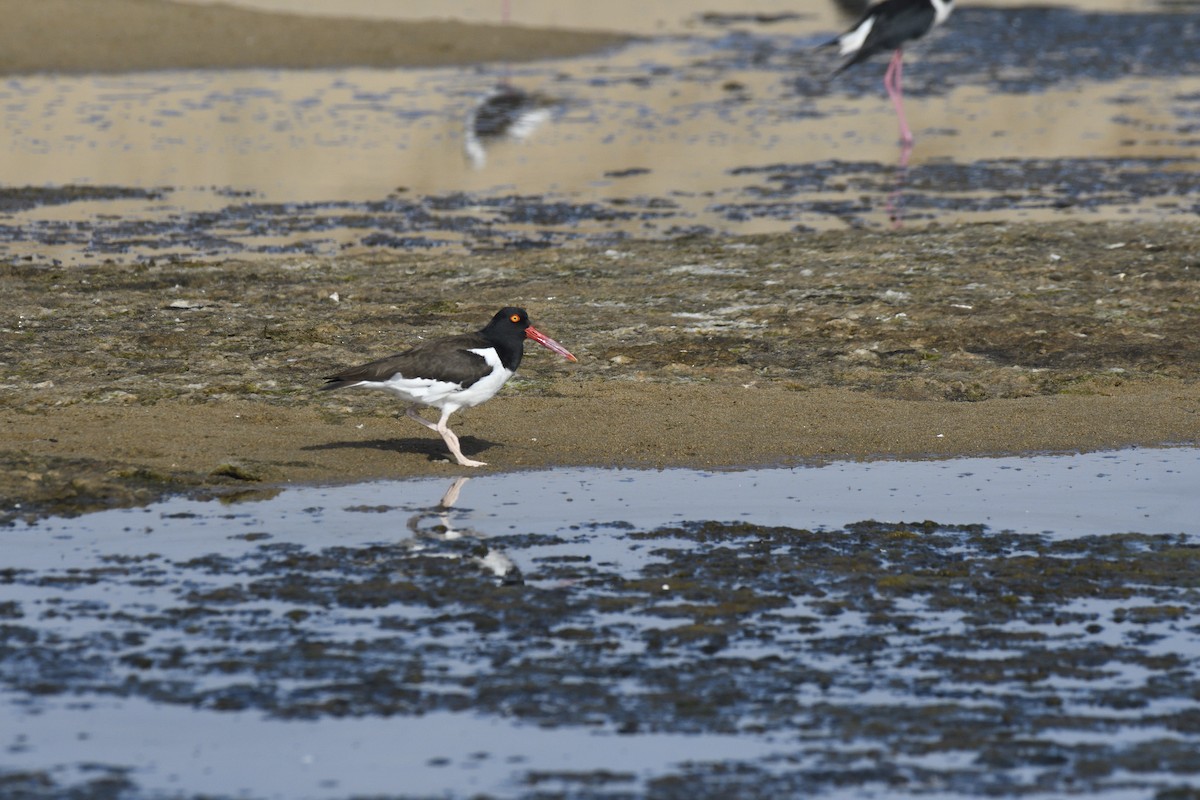 American Oystercatcher - ML646658689