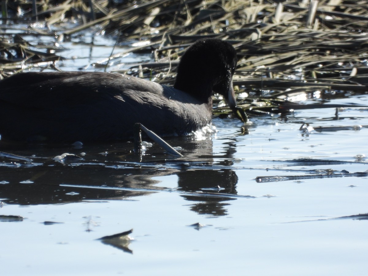 American Coot - ML646658690