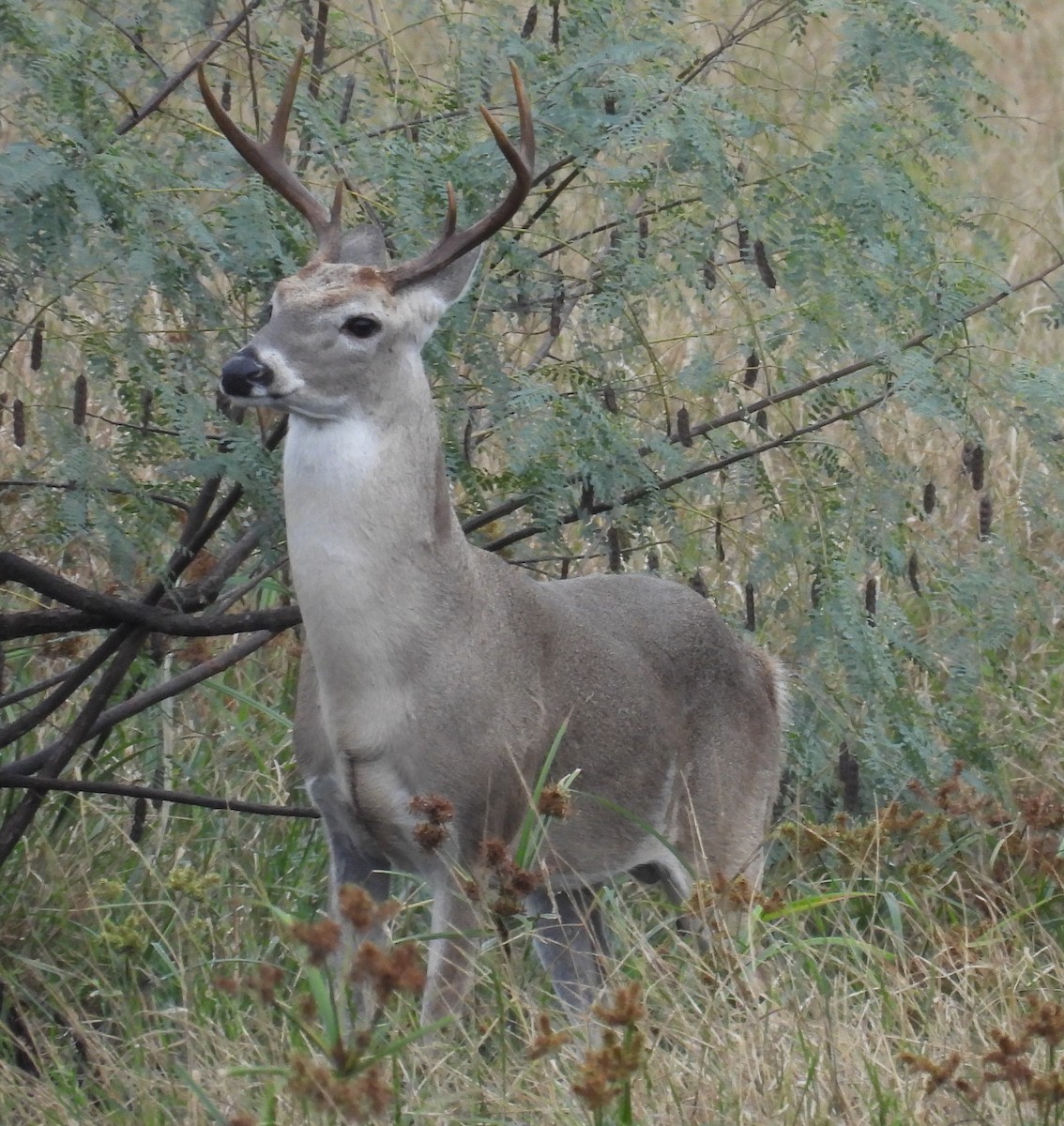 Venado de cola blanca - ML646658692