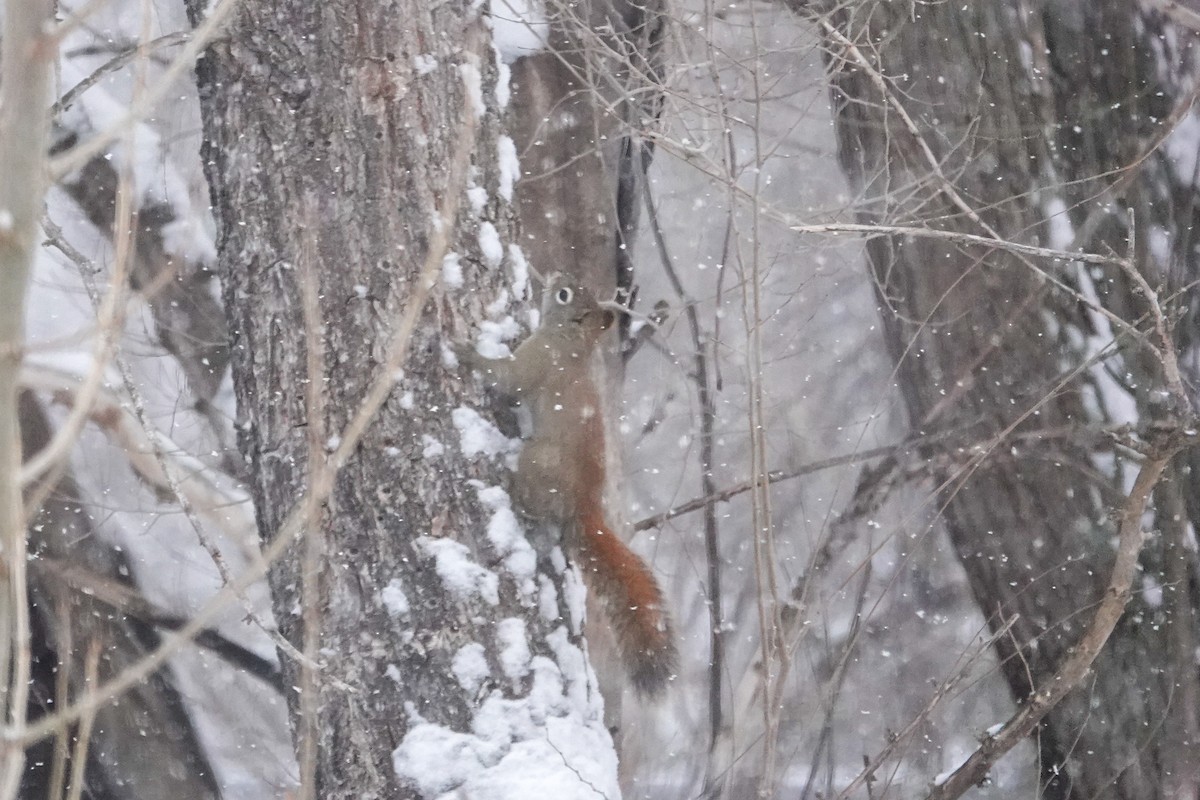 Animali - ML646658693