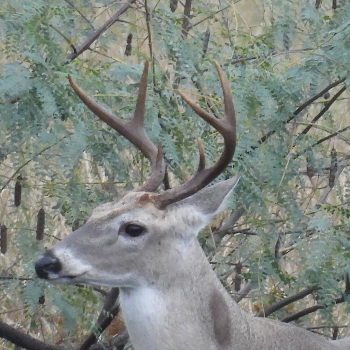 Venado de cola blanca - ML646658694