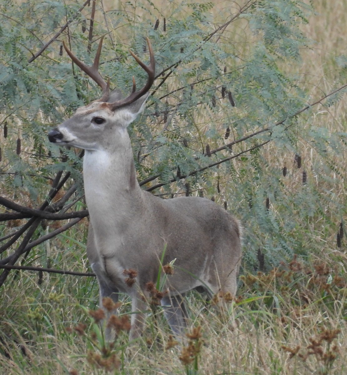 Venado de cola blanca - ML646658696