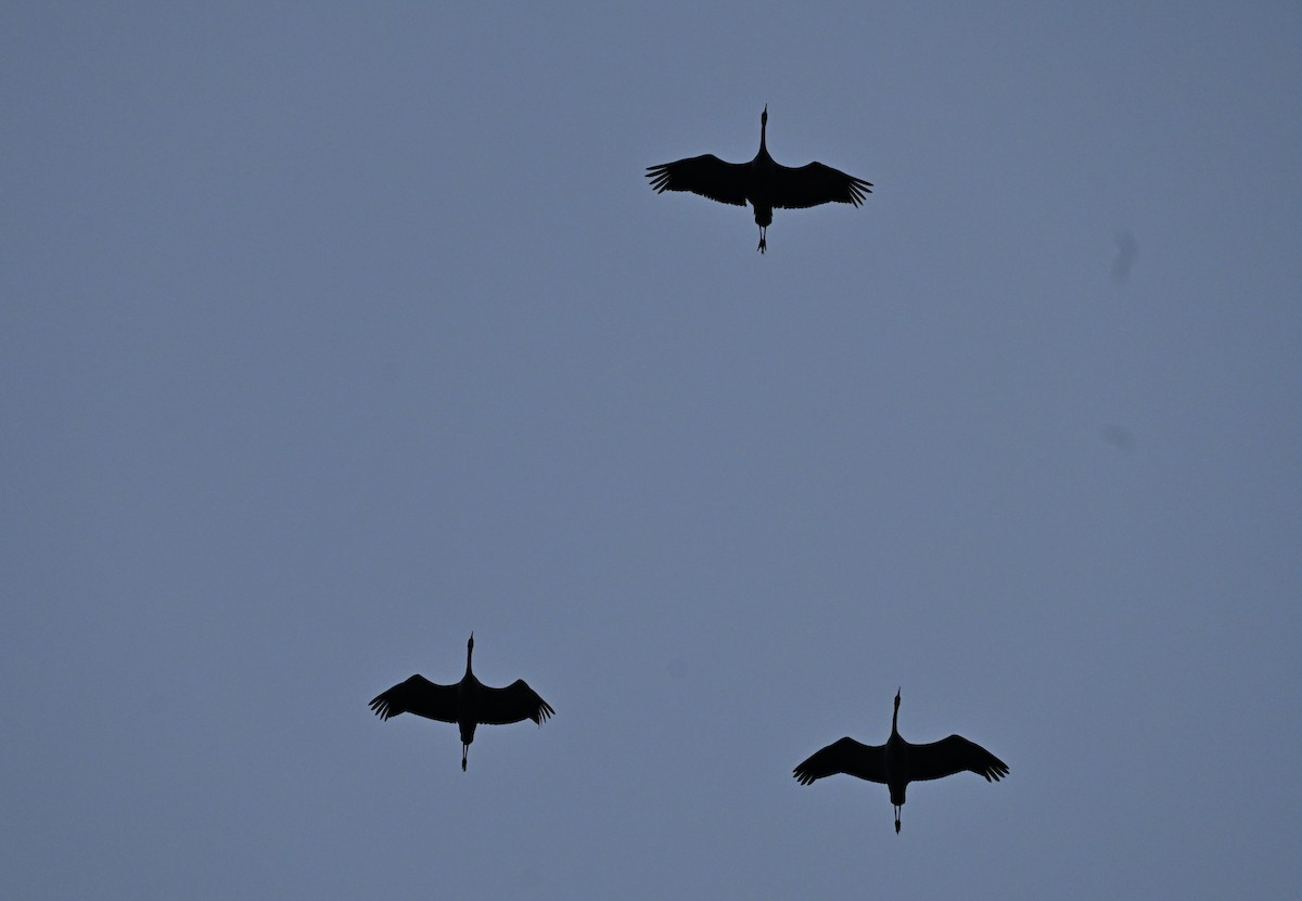 Common Crane - ML646658698