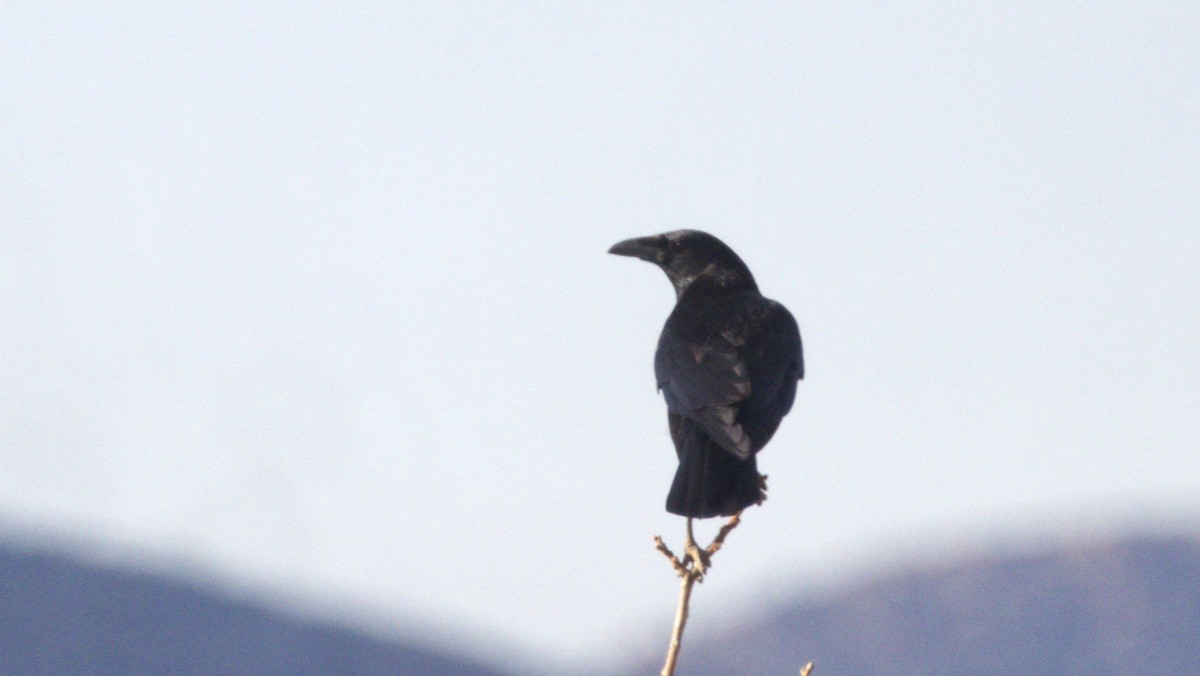 Carrion Crow - ML646658699