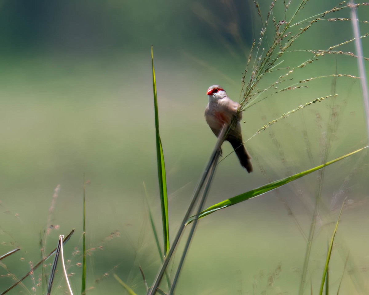 Common Waxbill - ML646658700