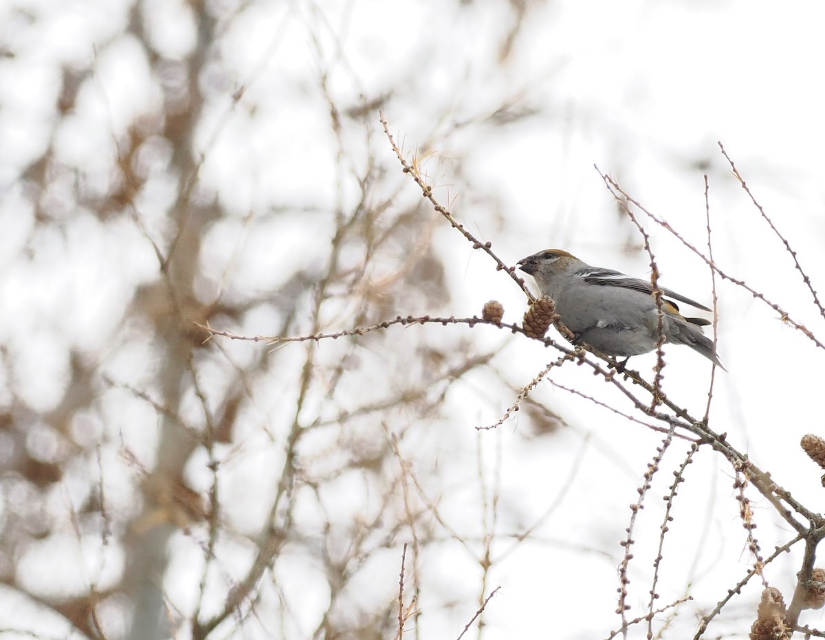 Camachuelo Picogrueso - ML646658704