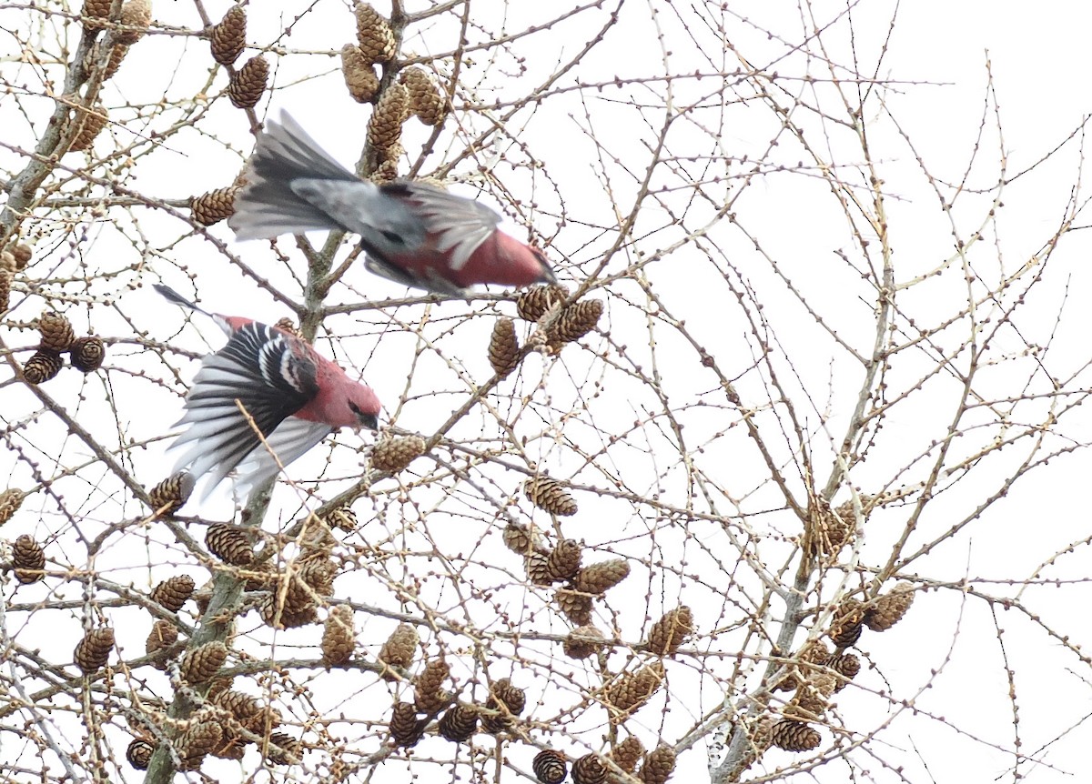 Camachuelo Picogrueso - ML646658705