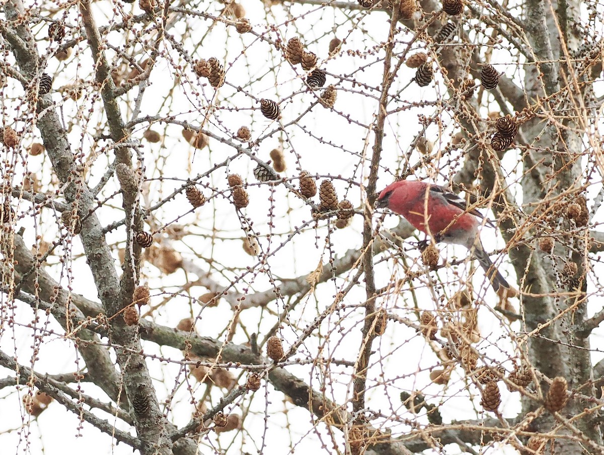 Camachuelo Picogrueso - ML646658706