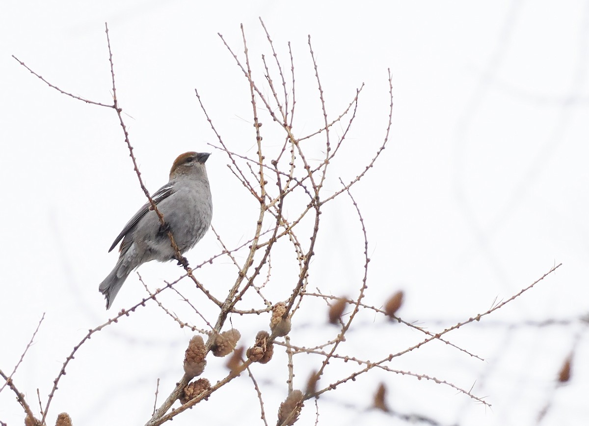 Camachuelo Picogrueso - ML646658707