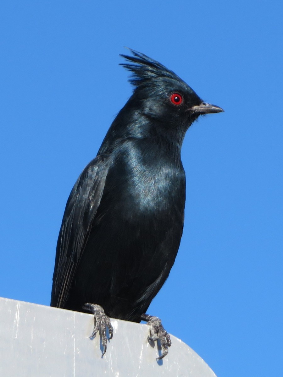 Phainopepla - ML646658708