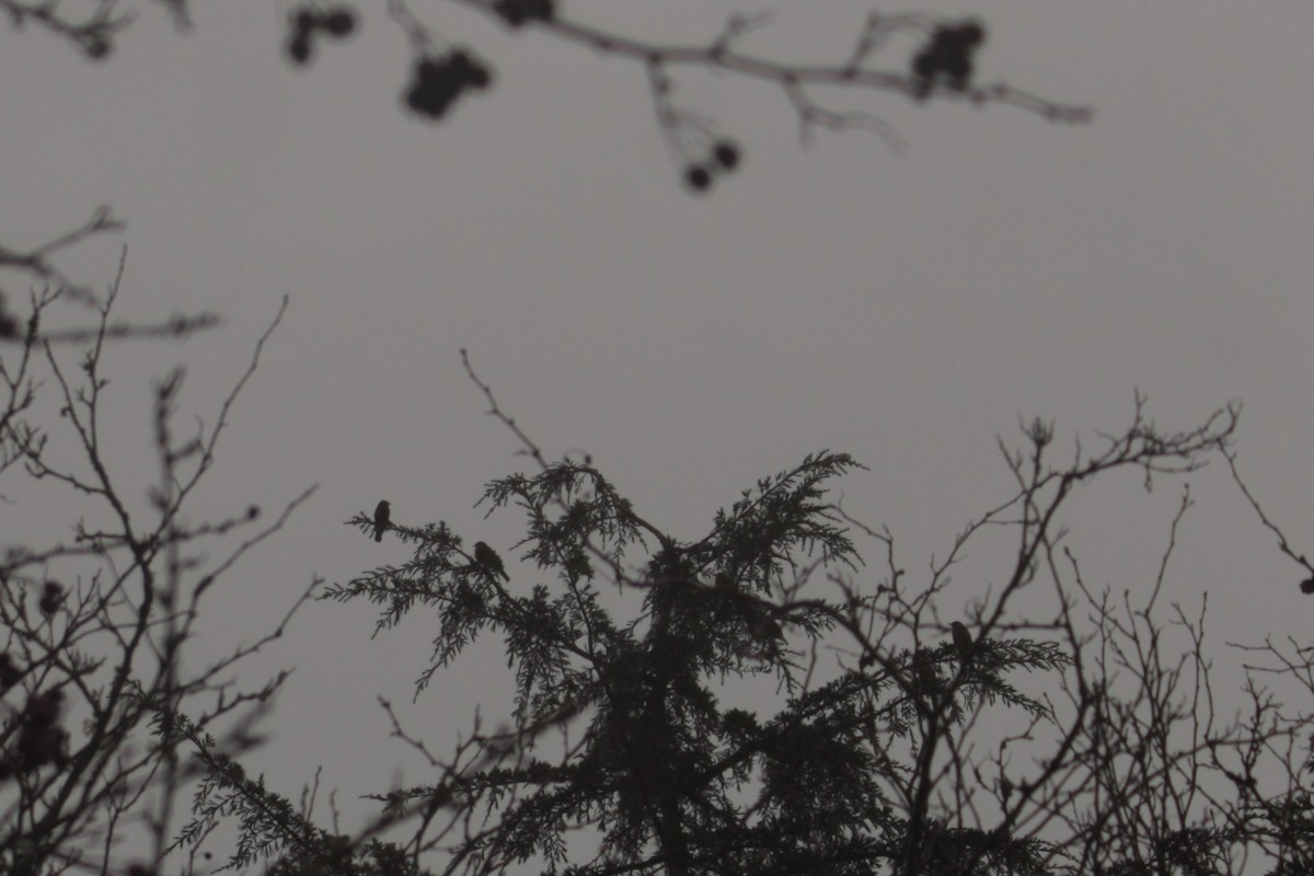 Rotflügelstärling - ML646658711