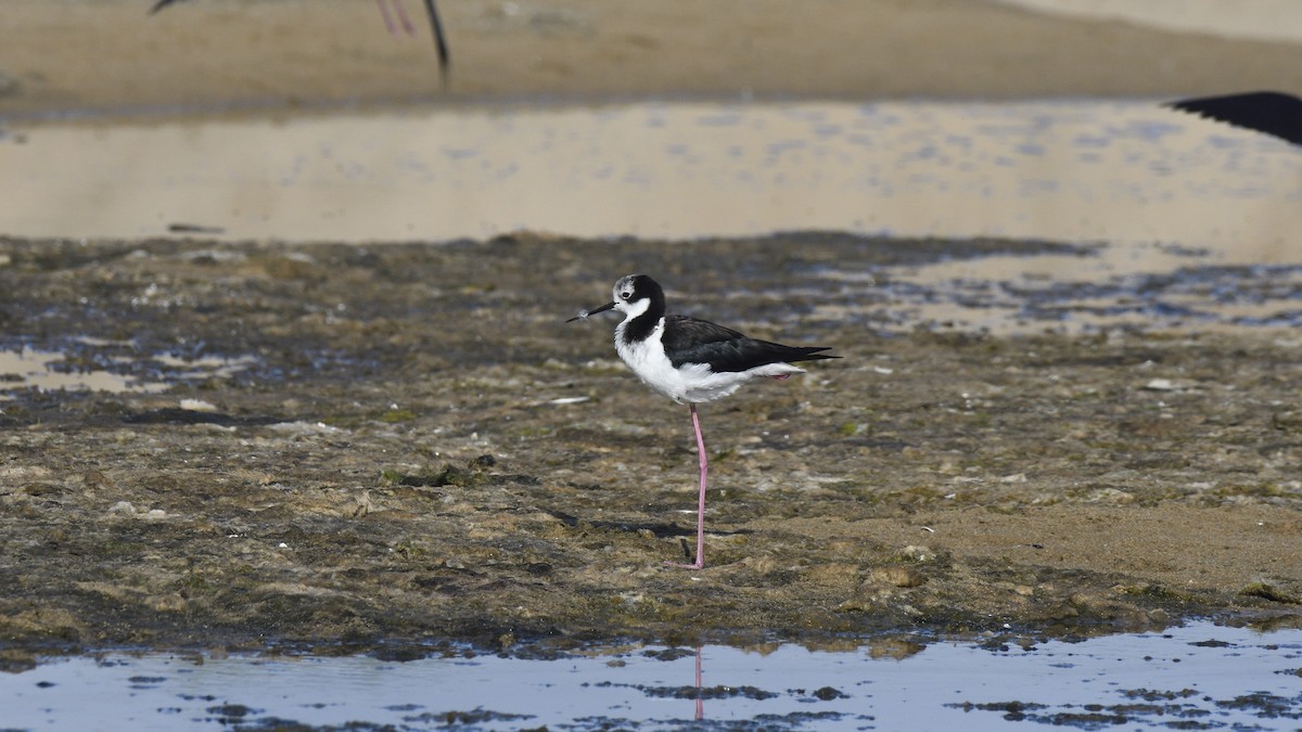 Black-necked Stilt - ML646658712