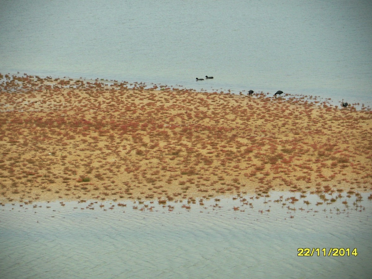 Focha Común/Moruna - ML646658715