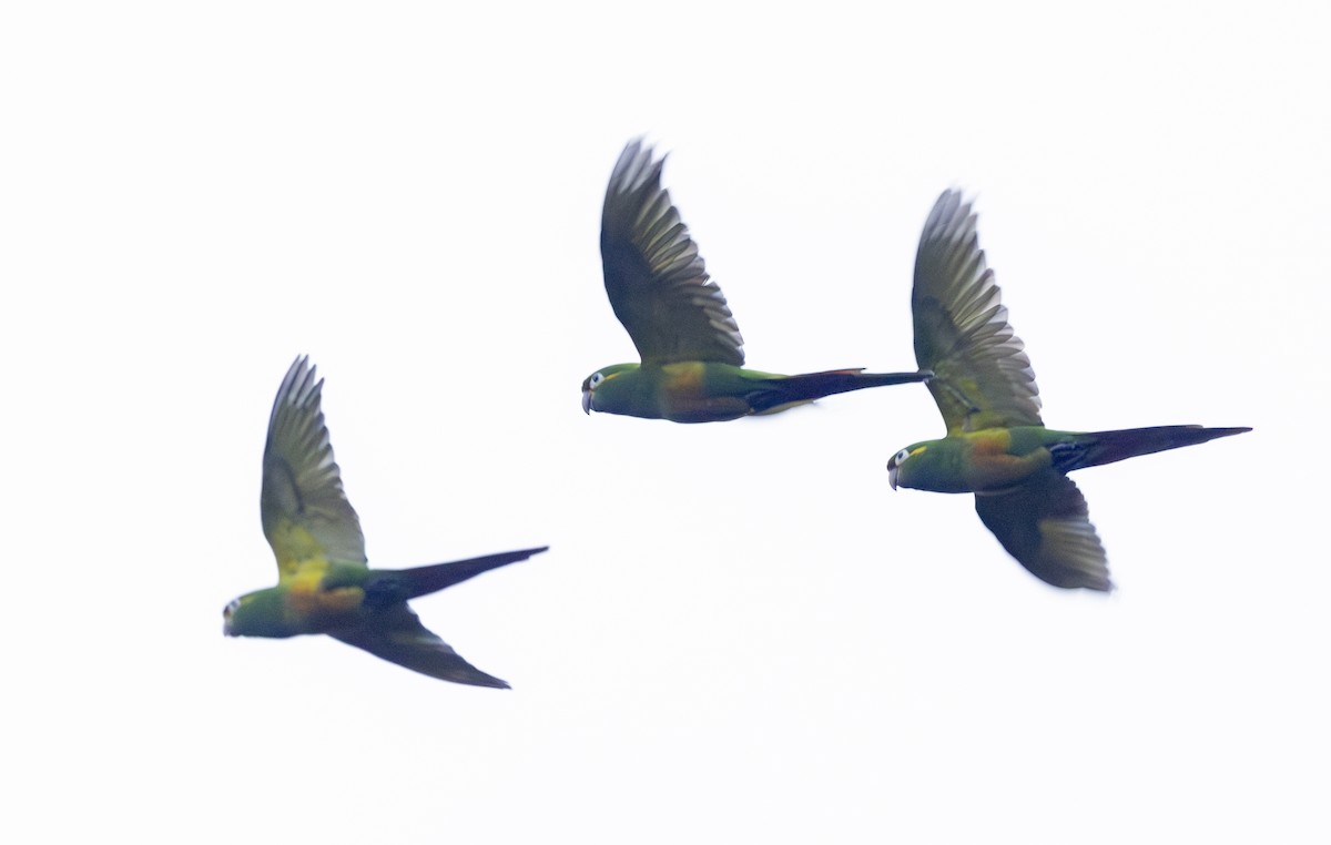 Golden-plumed Parakeet - ML646658717