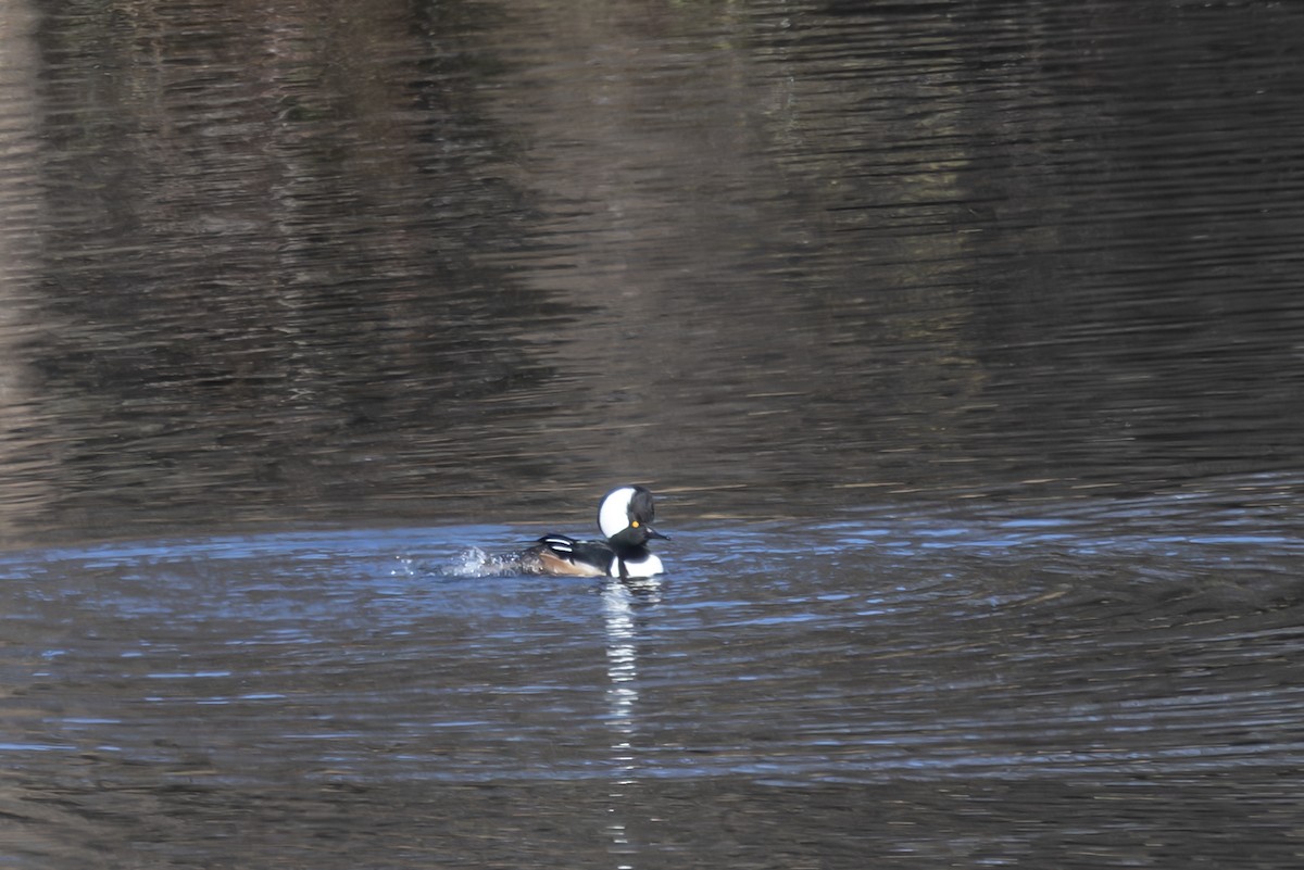 Hooded Merganser - ML646658721