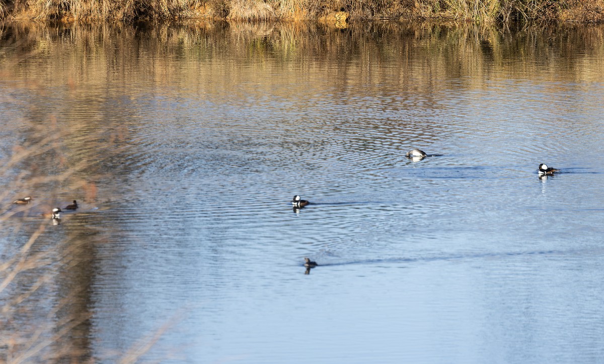 Hooded Merganser - ML646658722