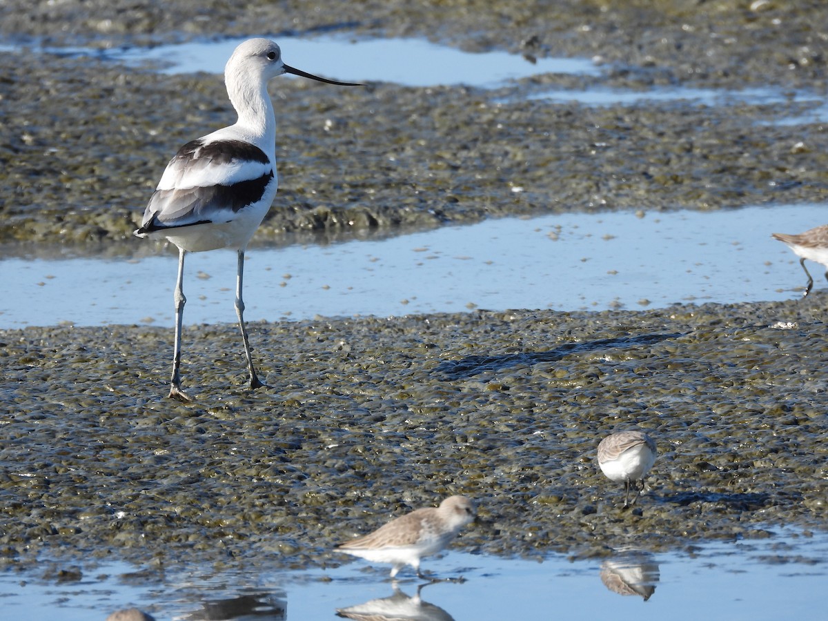 American Avocet - ML646658728