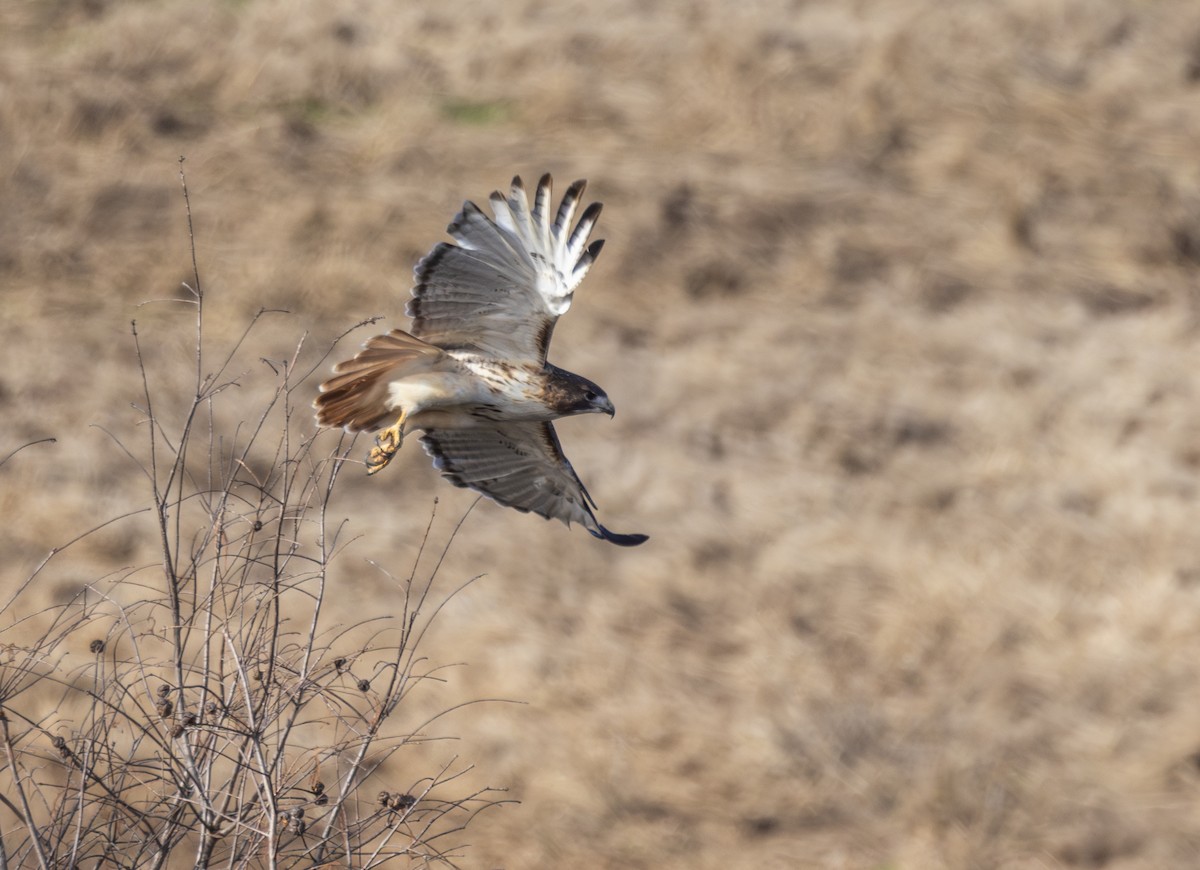 Red-tailed Hawk - ML646658729