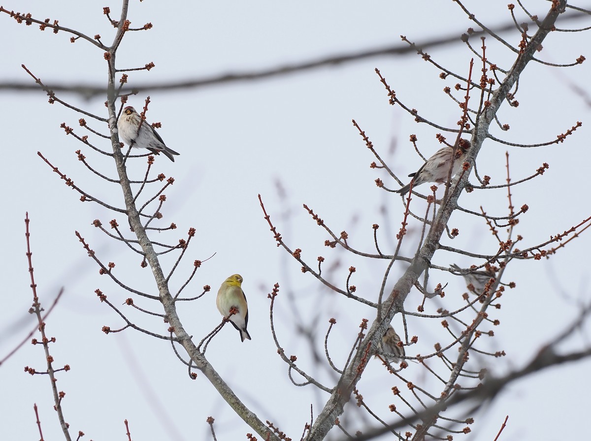 Pardillo Sizerín (norteño) - ML646658732