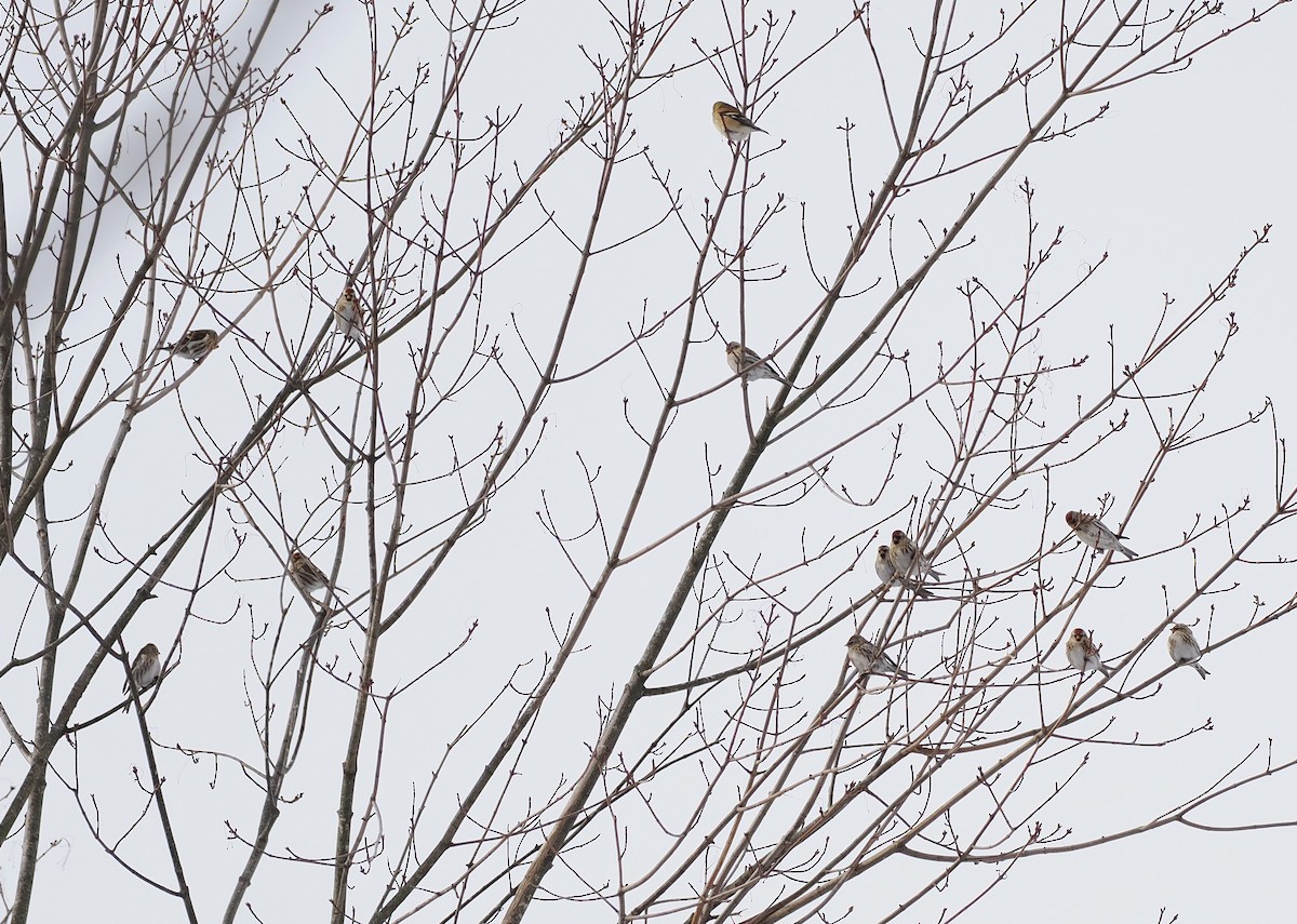 Pardillo Sizerín (norteño) - ML646658733