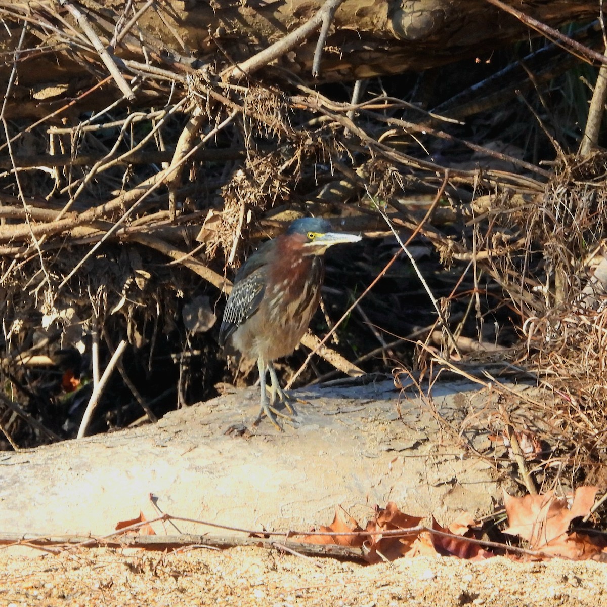 grønnrygghegre - ML646658737