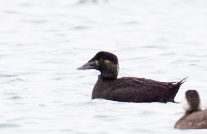 Brillenente - ML646658740