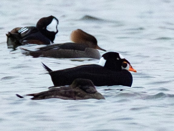 Brillenente - ML646658741