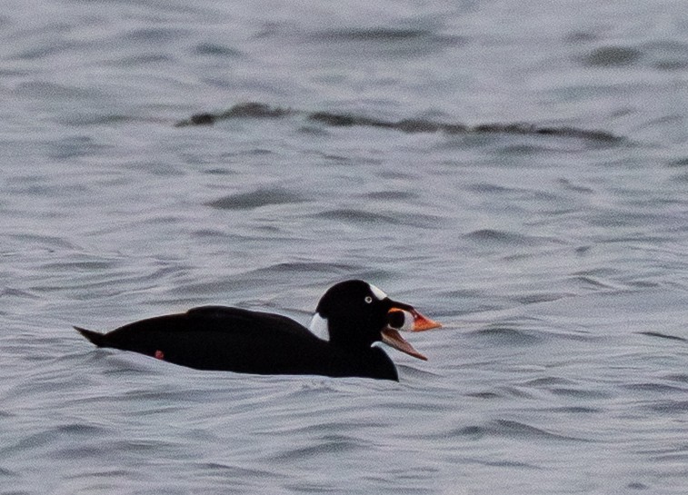 Brillenente - ML646658742