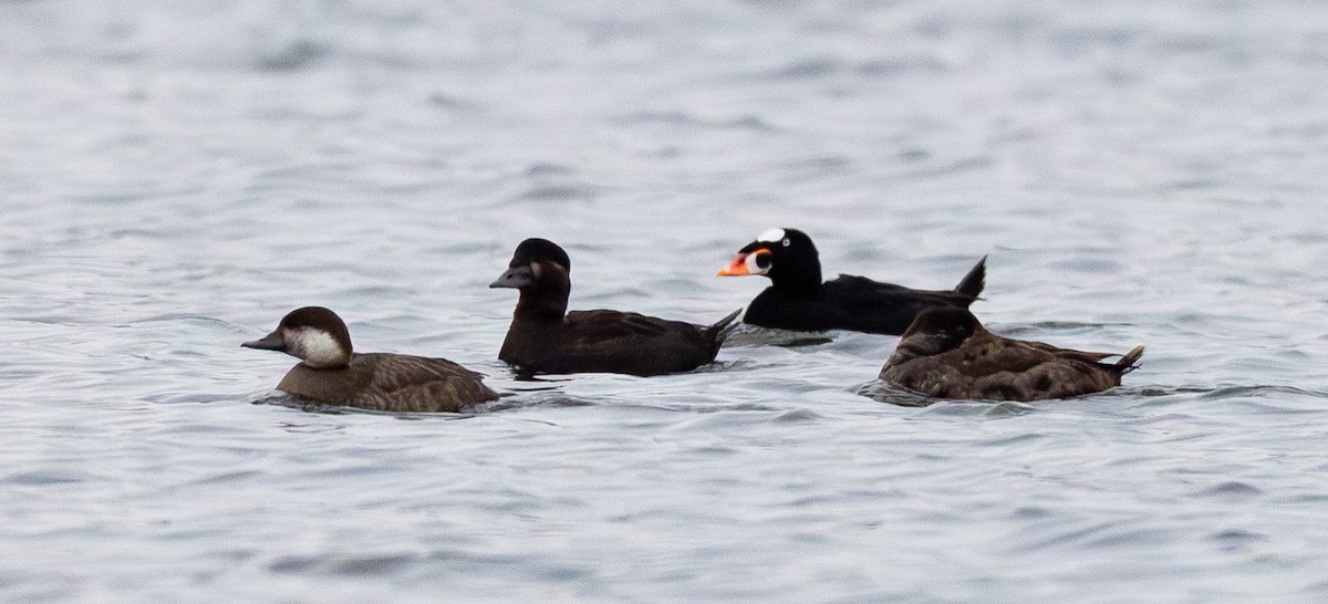 Brillenente - ML646658743