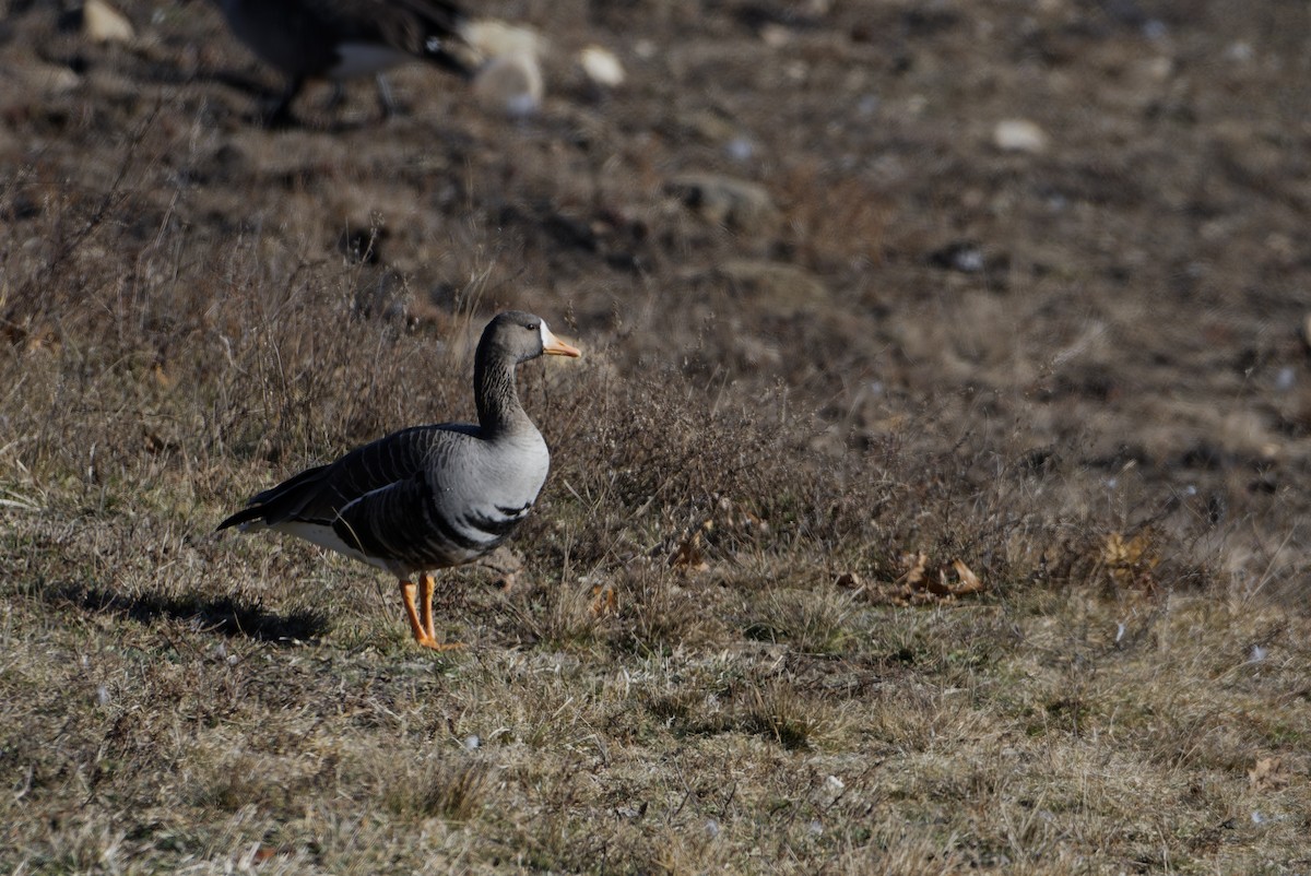 Greater White-fronted Goose (Greenland) - ML646658744